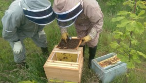IMAG0275 bee keeping 3