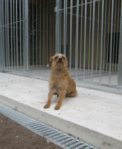 Phoenix kennels