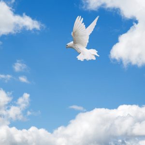 Doves
