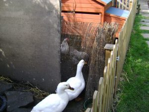Livingstone House residential drug Treatment offers the therapeutic benefits of the countryside living.