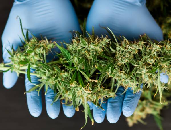 Medical marijuana