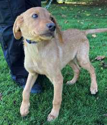 puppy Charlie, dumped by the roadside at 12 weeks but now getting used to the prison environment to prepare him for training.