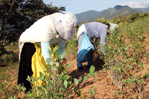 Coca bush cultivation